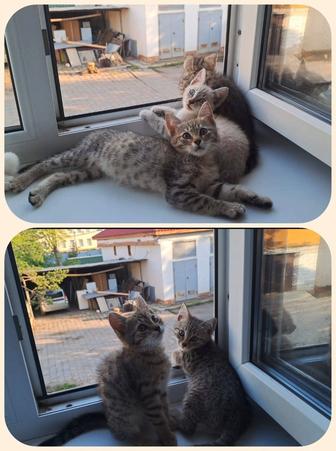 Котятки