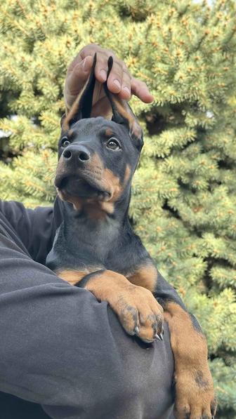 Щенки добермана