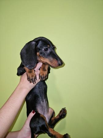 Щенок таксы чистокровная