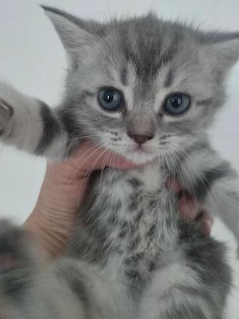 Продаются шотландские котята