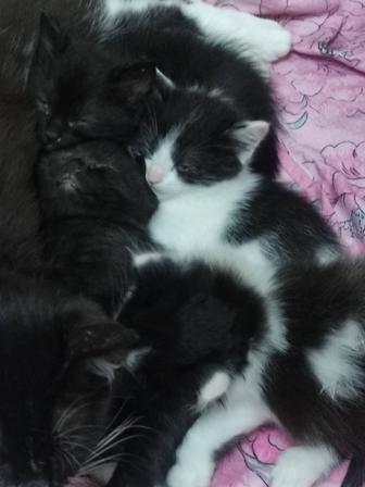 Отдам в добрые руки котят