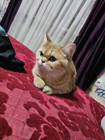 Британская короткошерстная