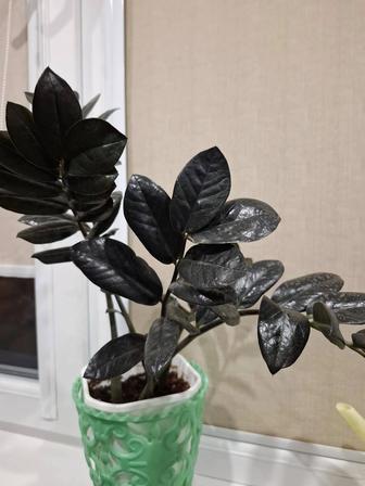 Замиокулькас черный