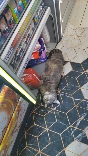 Отдам даром животные кошки