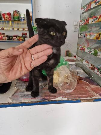 Котик в добрые руки