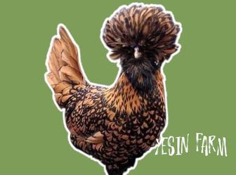 Породные куры инкубационные яйца с хорошей генетикой