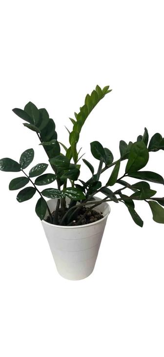 Замиокулькас, денежное дерево