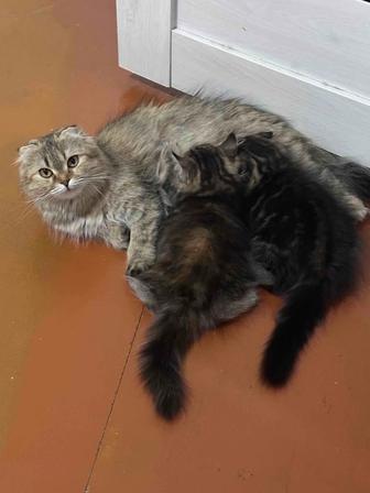 Продам шотландскую кошку и котят , документ кошки есть