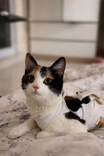 Кошка ищет дом