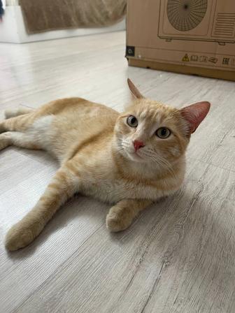 Красивый котик ищет себе дом