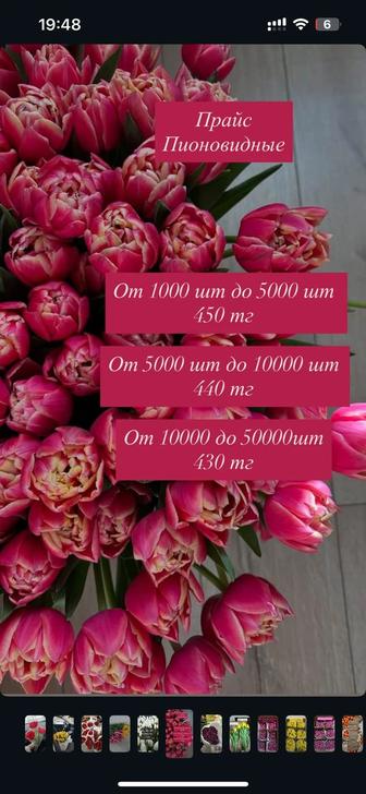 Тюльпан оптом и в розницу