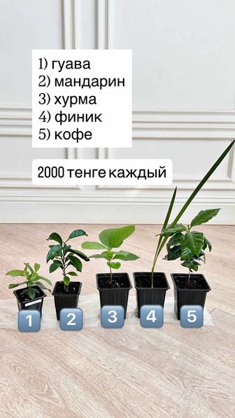 Плодовые из косточек и зерен (гуава, хурма, кофе, финик, лайм, земляника..