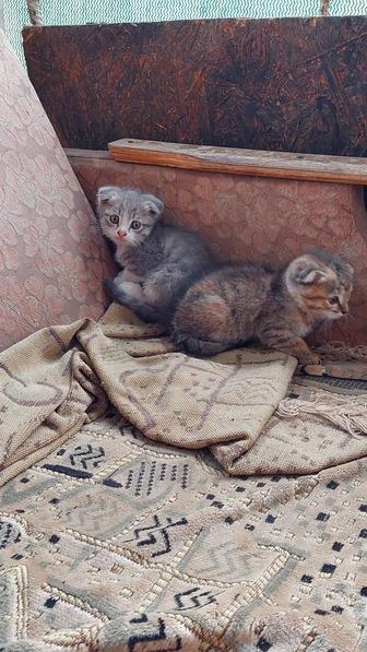 Отдам котят в добрые руки