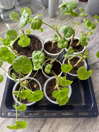 Герань цветок комнатный