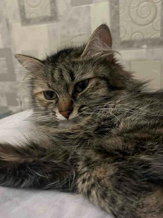 Кошка девочка Порода Сибирская Невская Маскарадная 4года