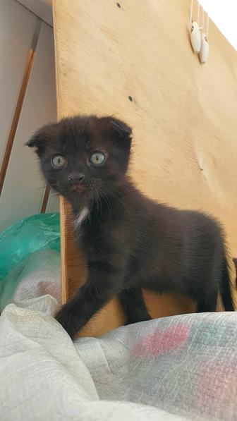 Продам породистого котенка