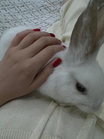 Продам карликовый кролик