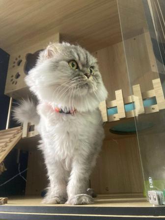 Продам кошку шотландская вислоухая