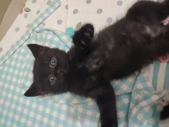 Отдам котенка в добрые руки