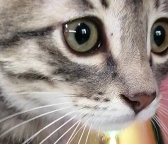 Котенок, мальчик 3 месяца.