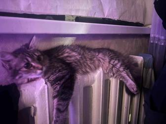 Отдаю котенка со всеми нужными вещами