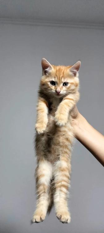Отдам котят