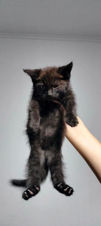 Отдам котят