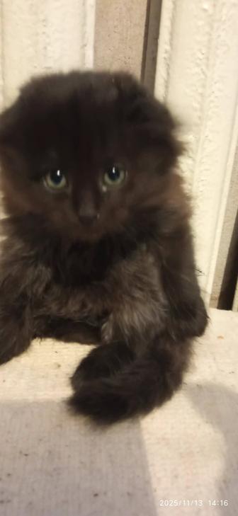 Продам котят