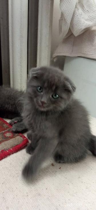 Продам котят