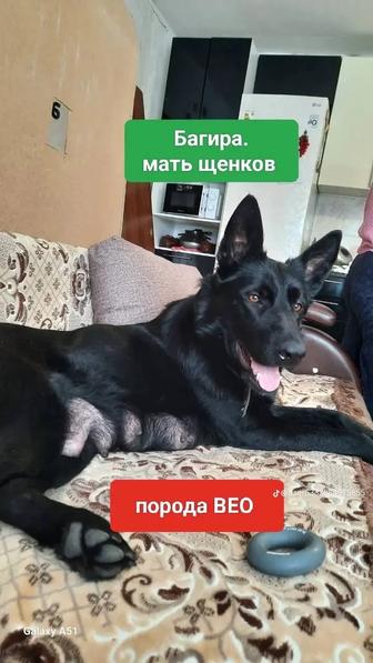 Продажа щенков вео