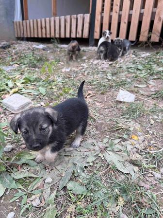 Щенок (щенки) (Смесь алабая - немецкой овчарки)