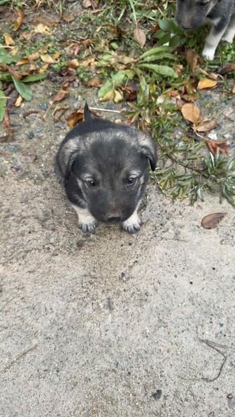 Щенок (щенки) (Смесь алабая - немецкой овчарки) отдам в хорошие руки