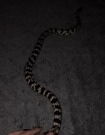 Обмен или продажа, Калифорнийская змея, возраст 2,7 года, самка