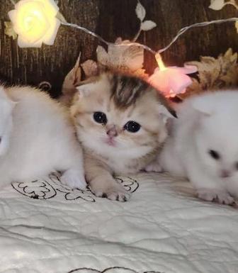 Шотландские котята золотая и серебристая шиншилла