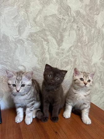 Продам шотландских котят