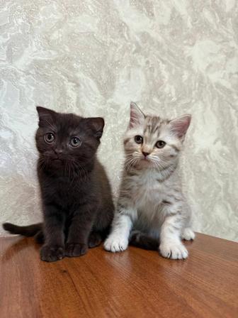 Продам шотландских котят