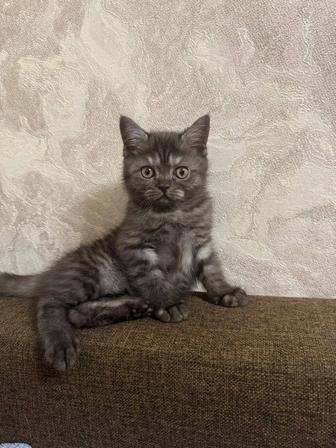 Продам шотландских котят