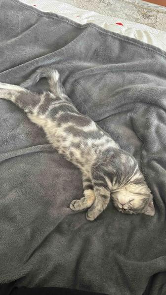 Котенок скоттиш страйт табби