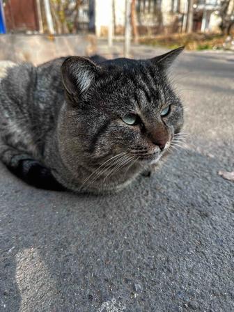 Котику нужен дом, живет на улице