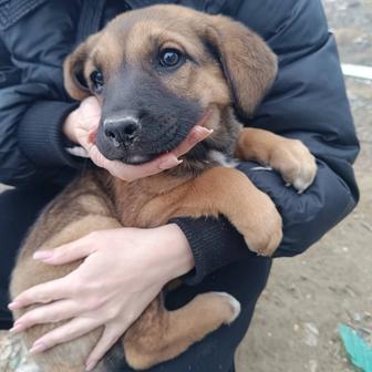 Отдам щенка в добрые руки