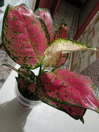 Аглаонема продам