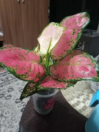 Аглаонема продам