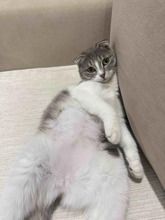 Продаю кошку