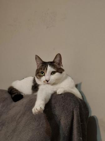 Отдам кошку в хорошие руки , стерилизована