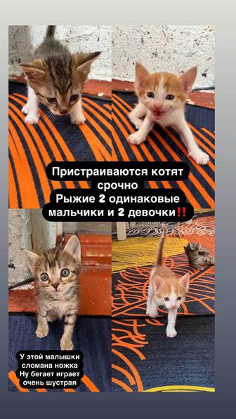 Котята в ответственные руки