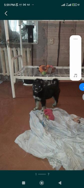 Дарю щенят!