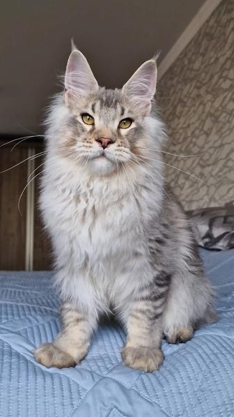 Мейн-кун котенок