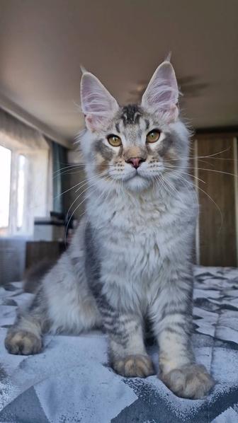 Мейн-кун котенок