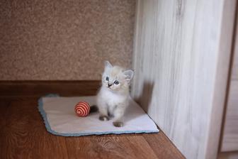 Продаю котенка