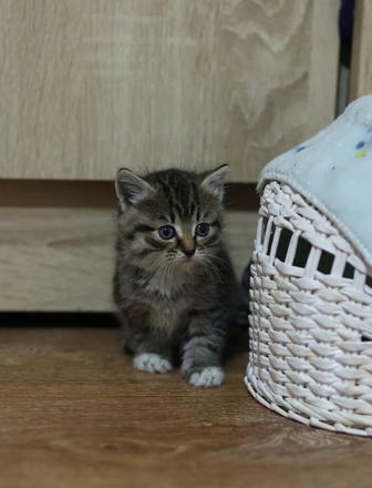 Самый красивый котенок